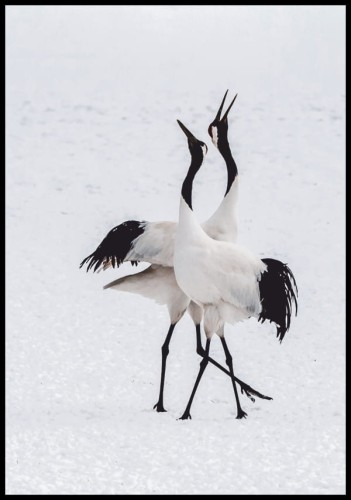 Przepiękne zdjęcie pary królewskich żurawi na tle śniegu