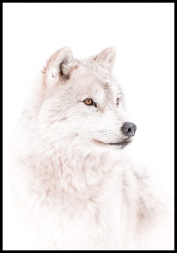 Zimowa fotografia wilka polarnego na białym tle. Portretowe zdjęcie ukazuje piękno zwierzęcia z bliska