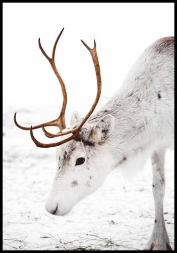 Fotografia - zbliżenie na czujnego białego renifera na tle śniegu