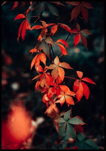 Botaniczny plakat w głębokich, czerwono-zielonych barwach, przedstawiający gałązkę drzewa z kolorowymi listkami