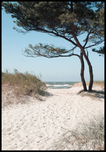 Fotografia drzew rosnącego na piaszczystym brzegu morza