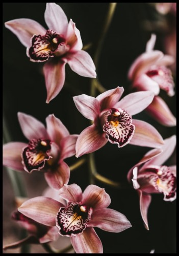 Przepiękna fotografia różowych kwiatów orchidei na ciemnym tle