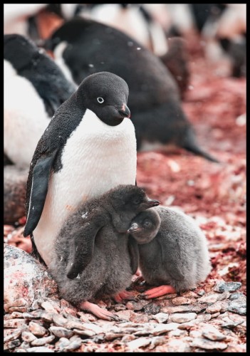 Urocza fotografia pingwiniej rodziny na kamienistej plaży