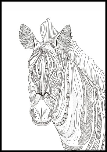 Kolorowanka zebra