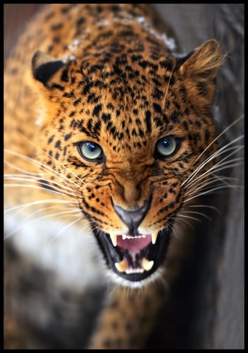 Fotografia - zbliżenie ryczącego lampart