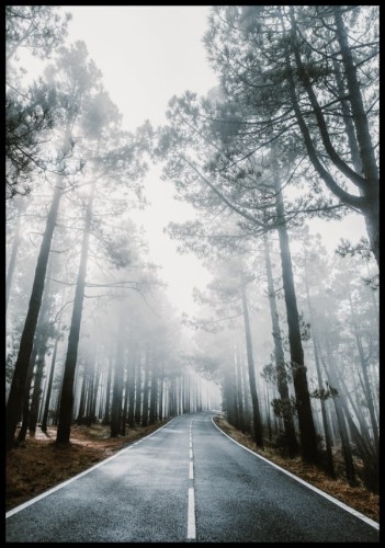 Fotografia leśnej szosy prowadzącej między spowitymi mgłą drzewami