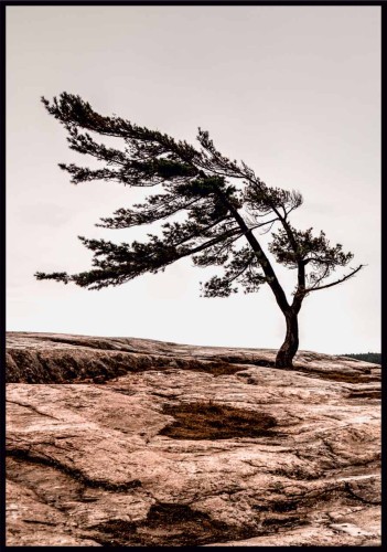 Plakat sosna na wietrze z samotnym drzewem przechylonym przez wiatr