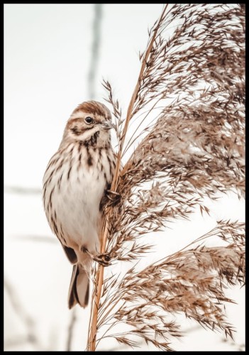 Zdjęcie brązowego ptaszka w paski siedzącego na delikatniej trzcinie