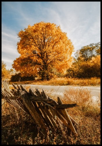 Jesienne zdjęcie wiejskiego krajobrazu ze starym, drewnianym płotem i dużym drzewem ze złocistymi liśćmi