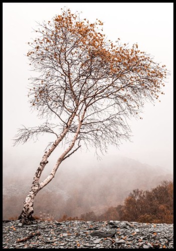 Plakat ze zdjęciem brzozy, która gubi swoje ostatnie jesienne liście. Zdjęcie drzewa rosnącego nad zamgloną przepaścią stwarza wrażenie tajemniczej przestrzeni