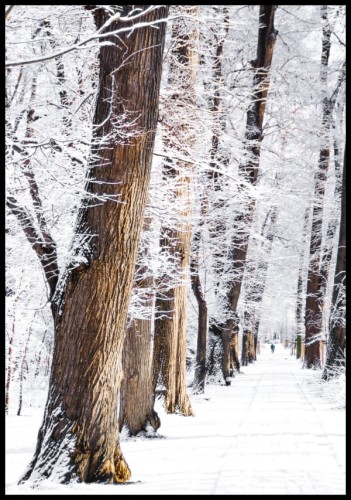 Fotografia parkowej alejki z drzewami pokrytymi śniegiem. Piękny, zimowy plakat zw naturalnych  kolorach