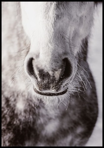 Piękny portret szlachetnego zwierzęcia - szarego konia w dużym zbliżeniu