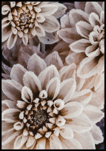 Przepiękny plakat botaniczny z fotografią kwiatów chryzantemy pokrytych szronem