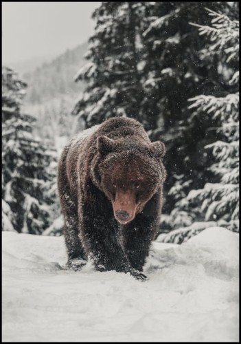 Plakat z niedźwiedziem z fotografią, którą uchwyciła to potężne zwierzę podczas spaceru w zaśnieżonej scenerii