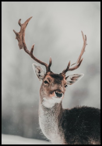 Plakat - zdjęcie jelenia na tle zimowego krajobrazu. Naturalna fotografia prasuje do surowego wystroju pomieszczenia