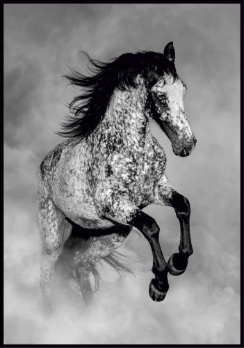 Plakat koń Appaloosa