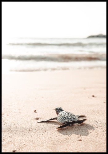 Subtelny plakat dla wielbicieli plaży i morskich zwierzątek