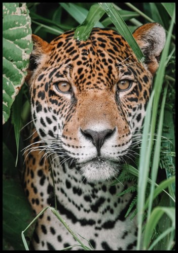 Plakat jaguar w Amazonii