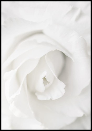 Plakat biały kwiat rozy
