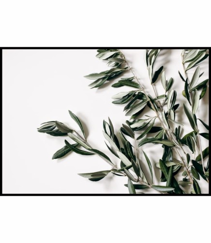Plakat gałązka drzewa oliwnego
