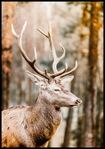 Zdjęcie dostojnego jelenia na tle jesiennego krajobrazu lasu. Ciepły plakat ze zwierzęciem sprawi, że każde wnętrze stanie się przytulne