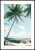 Plakat palma nad oceanem z białym marginesem dookoła
