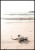 PLAK_548_maly_zolw_na_plazy.jpg