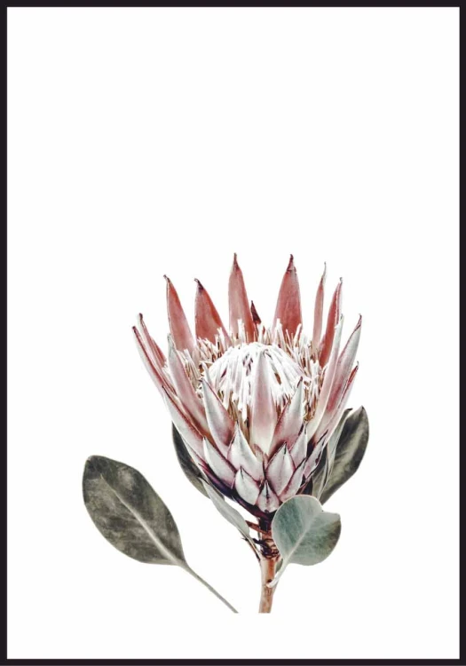 Plakat protea z białym marginesem dookoła