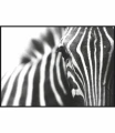 PLAK_077_zblizenie_na_zebre.jpg