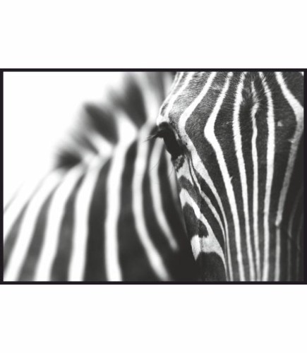 PLAK_077_zblizenie_na_zebre.jpg