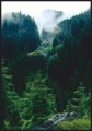 PLAK_090_tajemniczy_las_w_karpatach.jpg