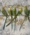 Fototapeta parrots in flowers