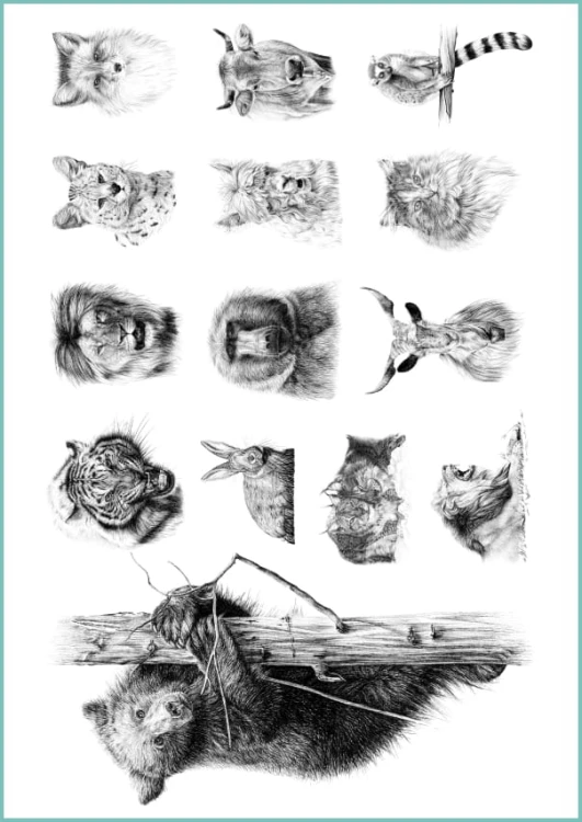 TATTOO_437_hand_drawing_animals.jpg