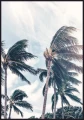 Plakat palmy na wietrze - fotografia palm na tle jasnego słonecznego nieba