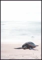 Plakat żółw morski na plaży - nadmorska fotografia z dużym gadem na piasku