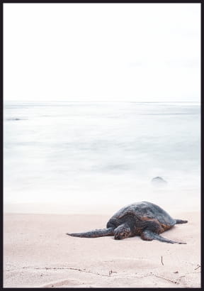 Plakat żółw morski na plaży - nadmorska fotografia z dużym gadem na piasku