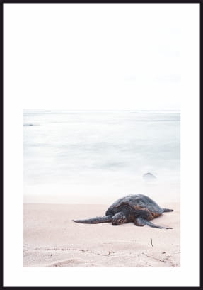 Plakat z żółwiem morskim leżącym na plaży, z białym marginesem dookoła