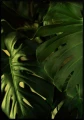 Monstera liście