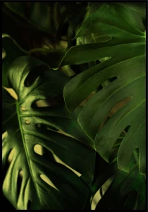 Plakat ciemna monstera dziurawa