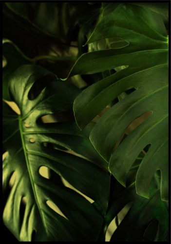 Monstera liście