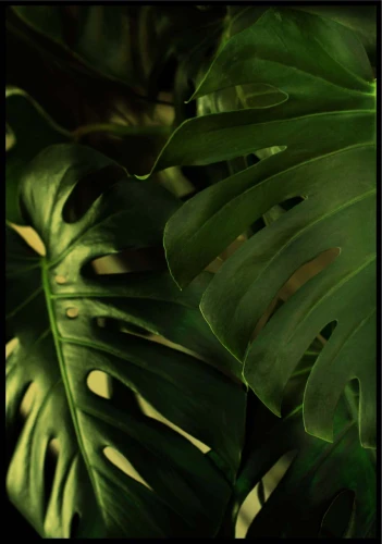 Monstera liście
