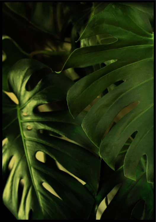 Monstera liście