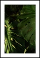 Monstera liście z białą obwódką dookoła