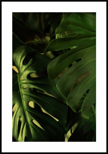Monstera liście z białą obwódką dookoła