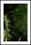 Monstera liście z białą obwódką dookoła