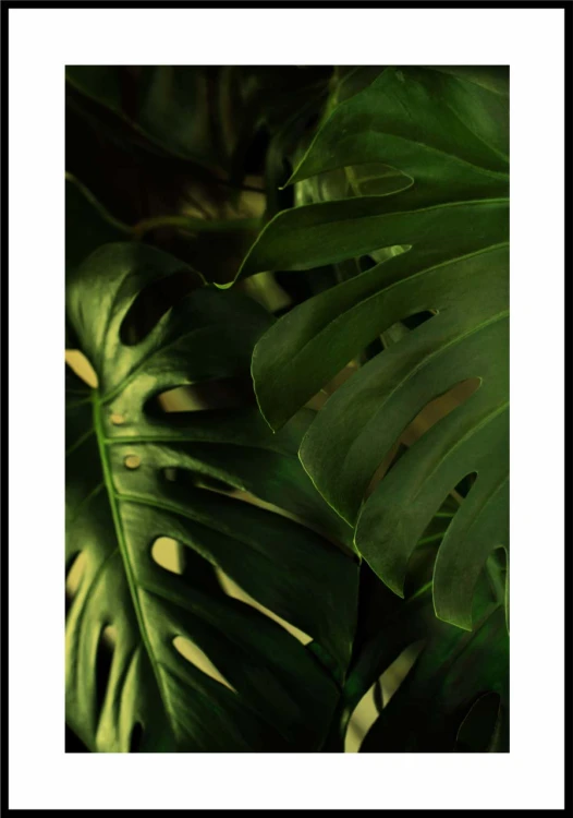 Monstera liście z białą obwódką dookoła