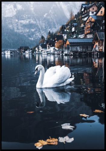 Plakat biały łabędź nad jeziorem Hallstatt.