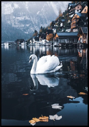 Plakat biały łabędź nad jeziorem Hallstatt.