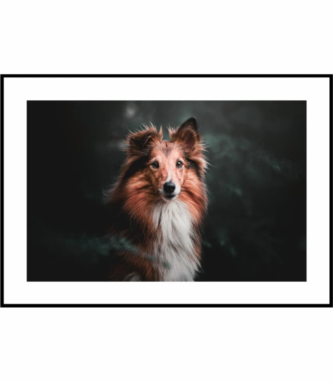Plakat owczarek szetlandzki w naturalnym środowisku, poster z białym marginesem dookoła.