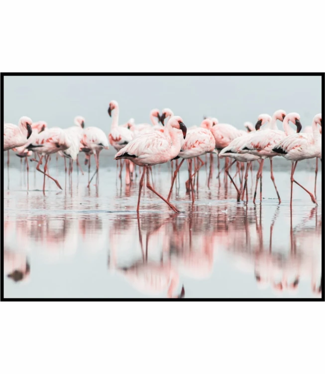 Piękne, różowe ptaki - flamingi brodzące w czystej, błękitnej wodzie - fotografia.